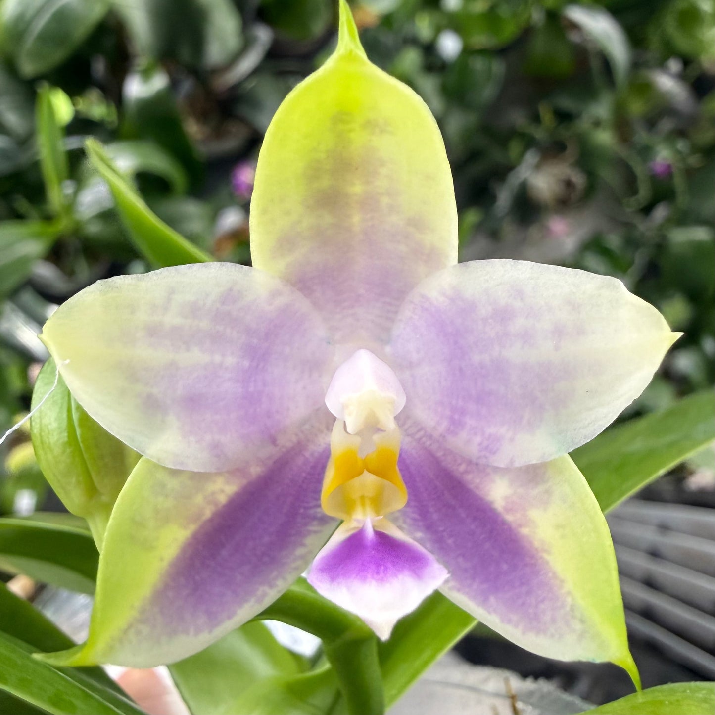 Phalaenopsis (LL Blue Family x Yang’s Blue Diamond)