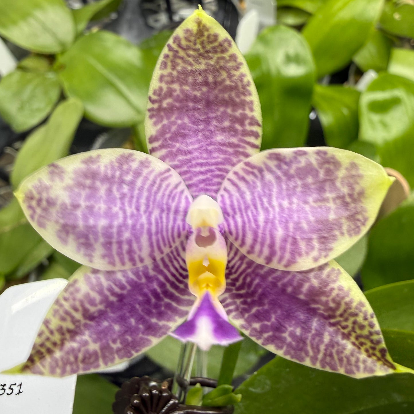 Phalaenopsis (Freya’s Blue Origin x LL Blue Spots)