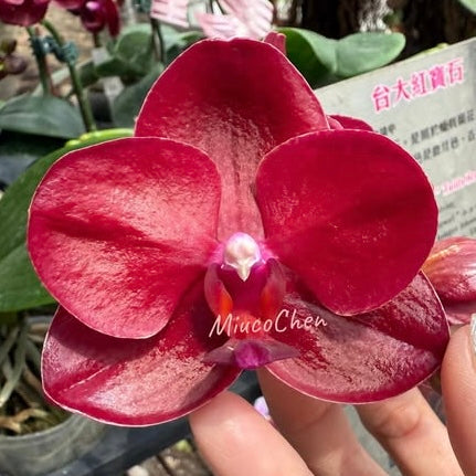 Phal. Haur Jih Fancy ‘Taida Red Jewel’