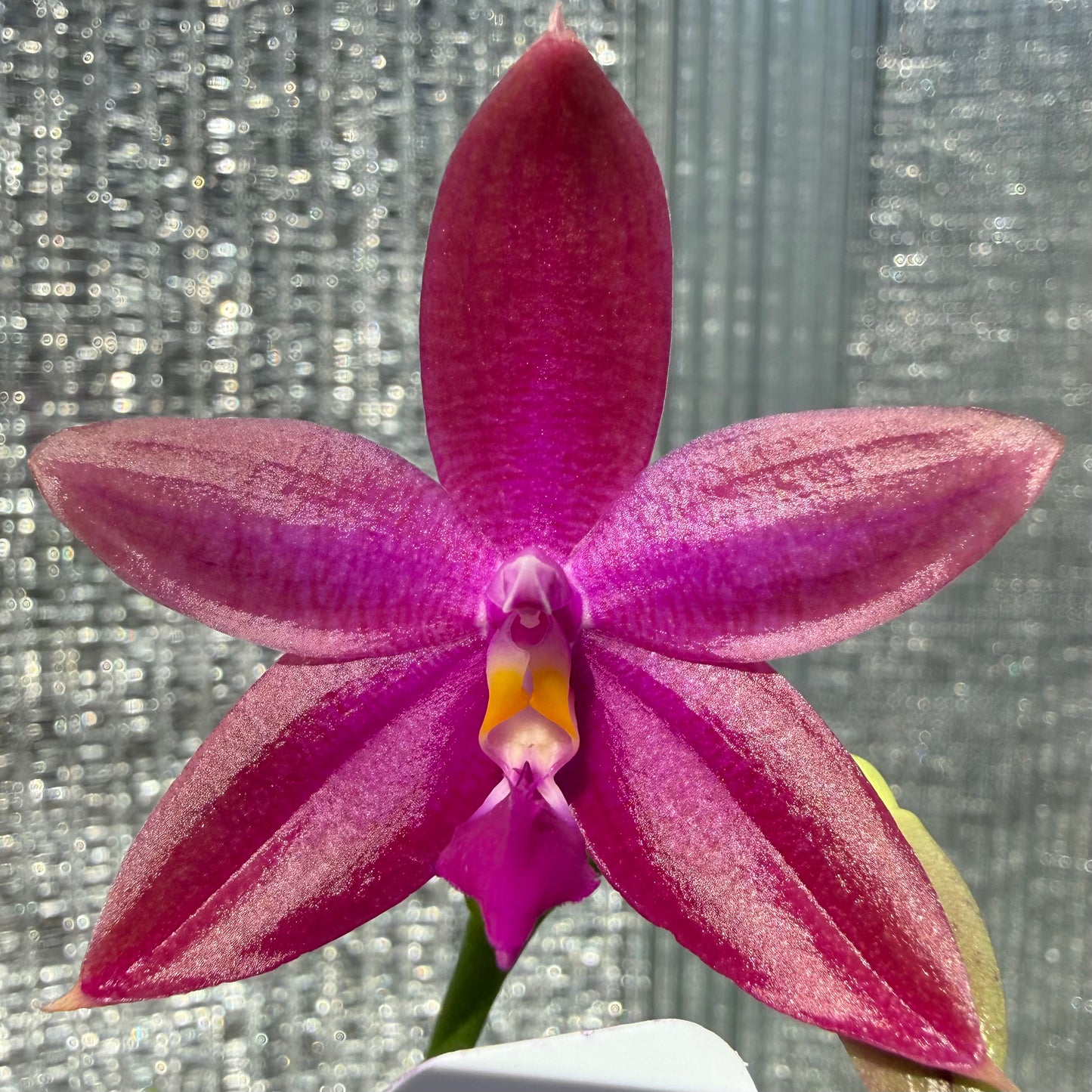 Phalaenopsis (Freya’s Blue Origin x Yang Yang Blue Dragonfly)