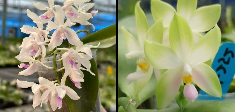 Phalaenopsis (fimbriata x bellina pink) orchids with unique pink and white blooms in greenhouse setting. Ideal for novelty orchid collectors.