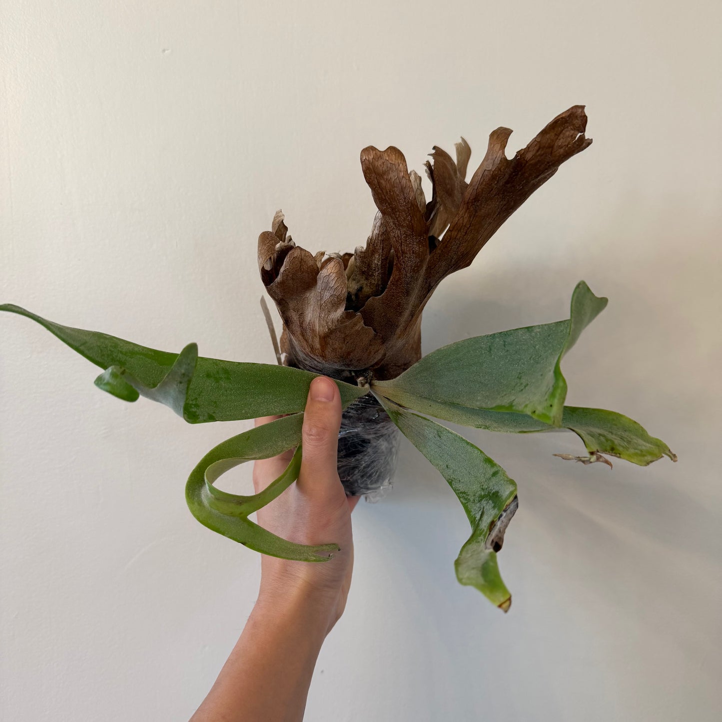 Platycerium Willinckii Spores