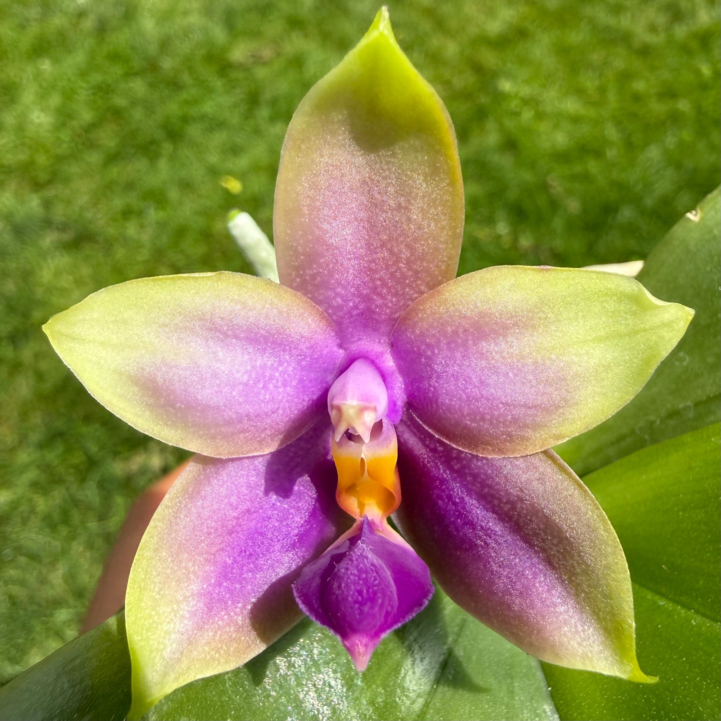 Phalaenopsis (bellina ‘Crystelle’ FCC/AOS x Germaine Vincent ‘Blue Ridge Sunrise’ HCC/AOS)