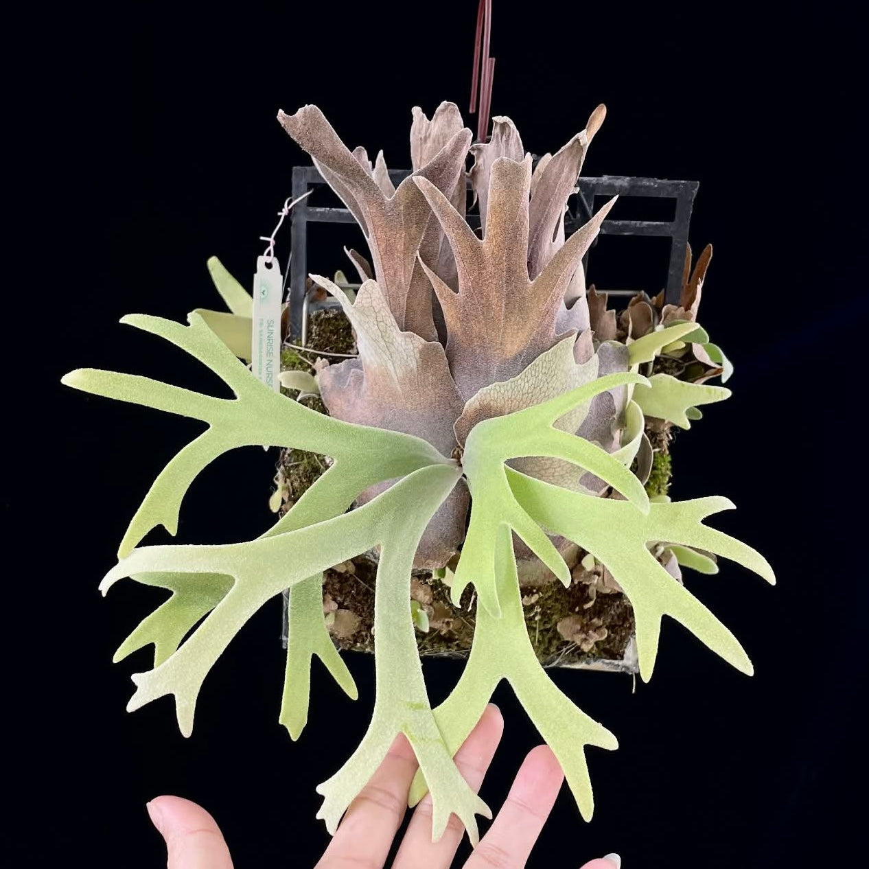 Medium-sized Platycerium Willinckii Nook Thin fern with lush green lobed leaves and brown base fronds, shown with hand for scale reference.