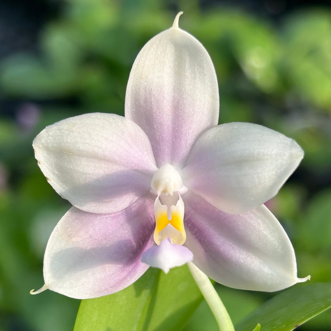 White and purple Phalaenopsis orchid bloom