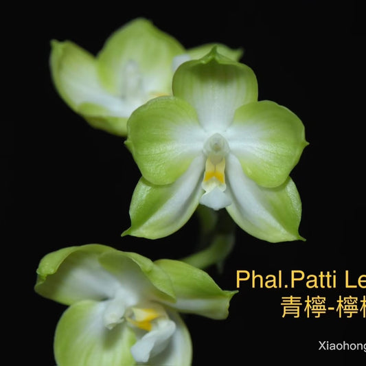 YL15 - Phal. Patti Lee ‘Lime’