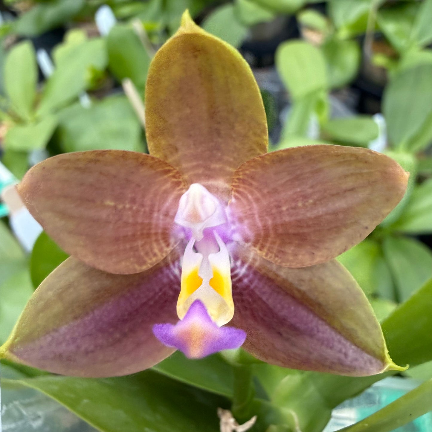 Phalaenopsis Freya’s Blue Dragon