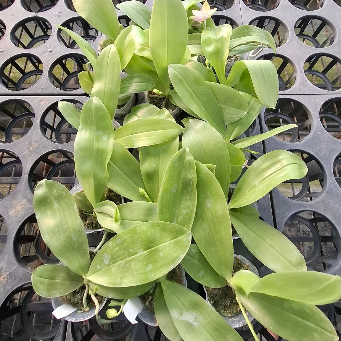 Healthy green foliage of indoor orchid plant in nursery pot