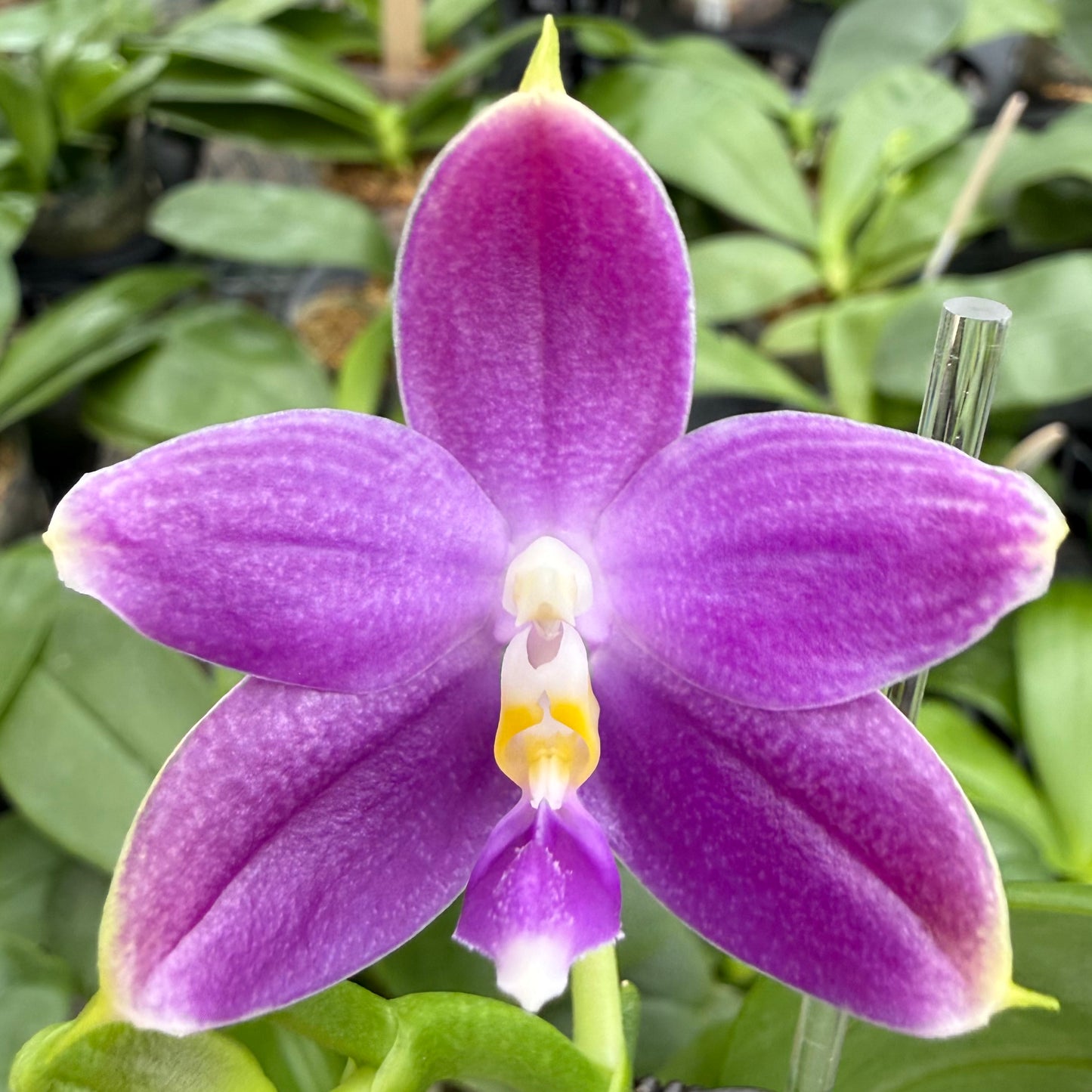 Phalaenopsis MS Elfy Jenn
