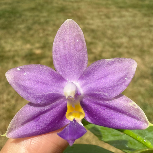 ハイドランジア　カトレア　Seminole Cattleya Seminole - ASAGIDO -Hydrangea Online Store-
