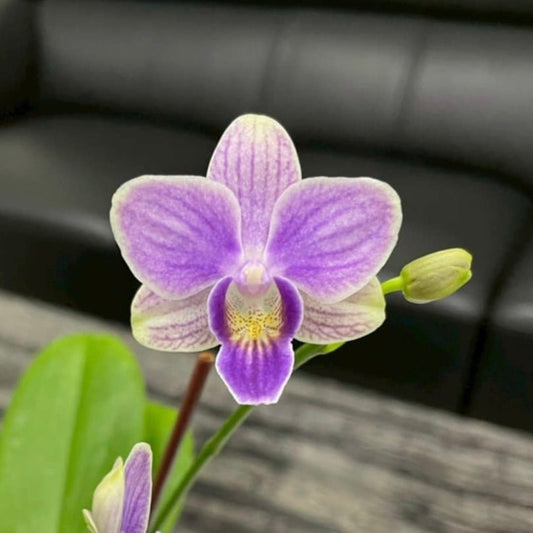 YL66 - Phal. Lioulin Blue Grape