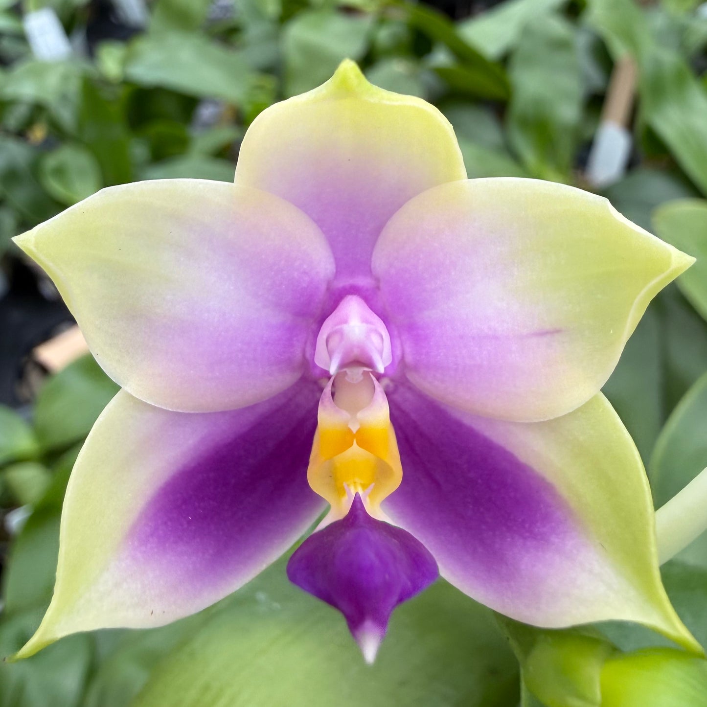 Phalaenopsis bellina coerulea Select