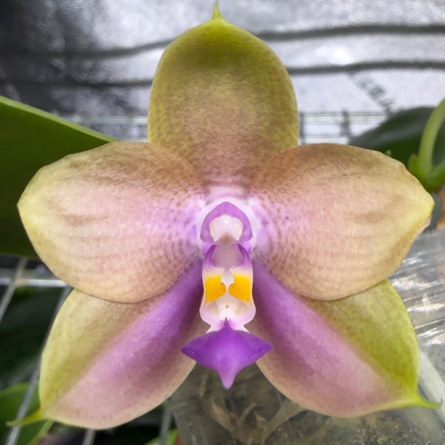 Phalaenopsis (LL Blue Family x LD Avatar)