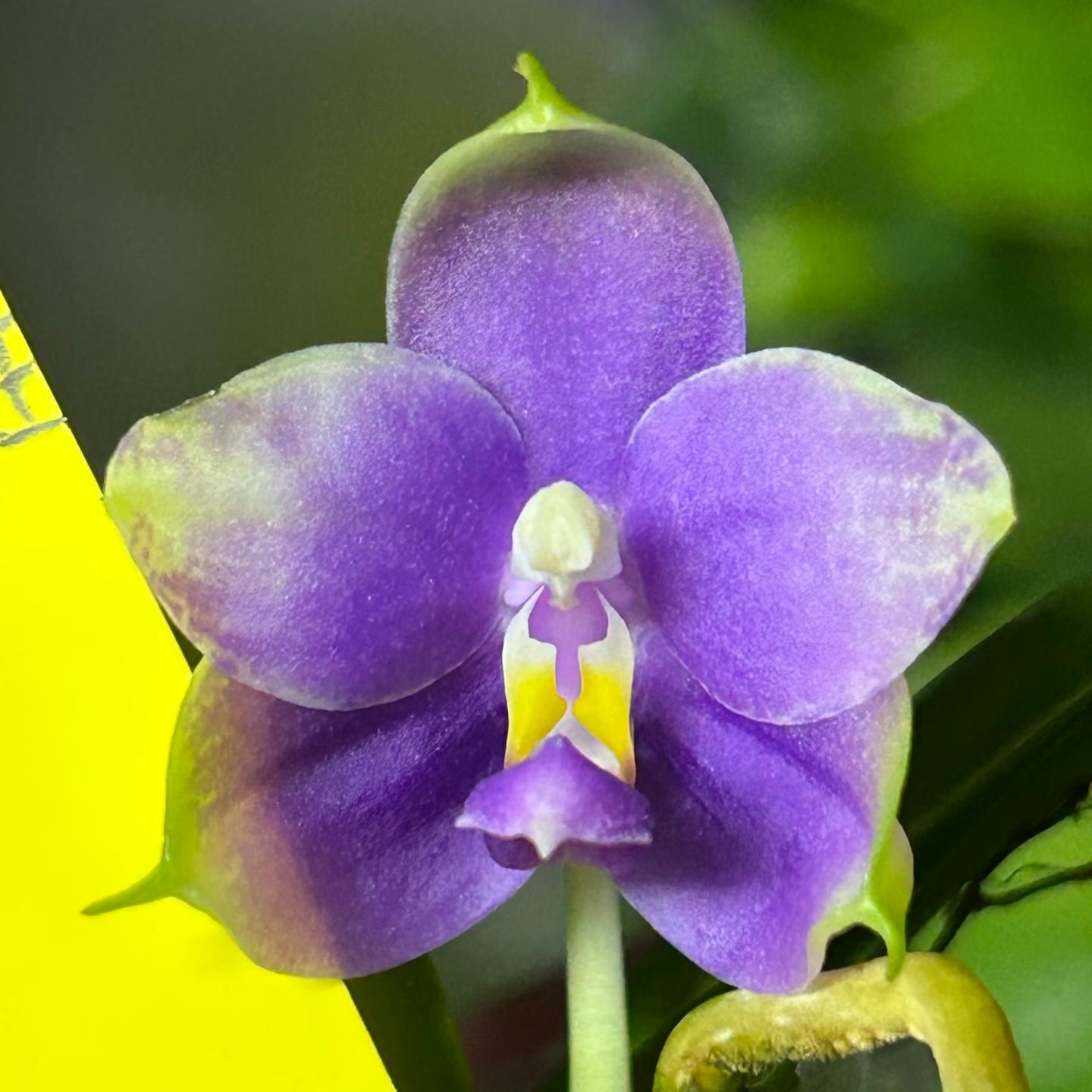 HCorchids