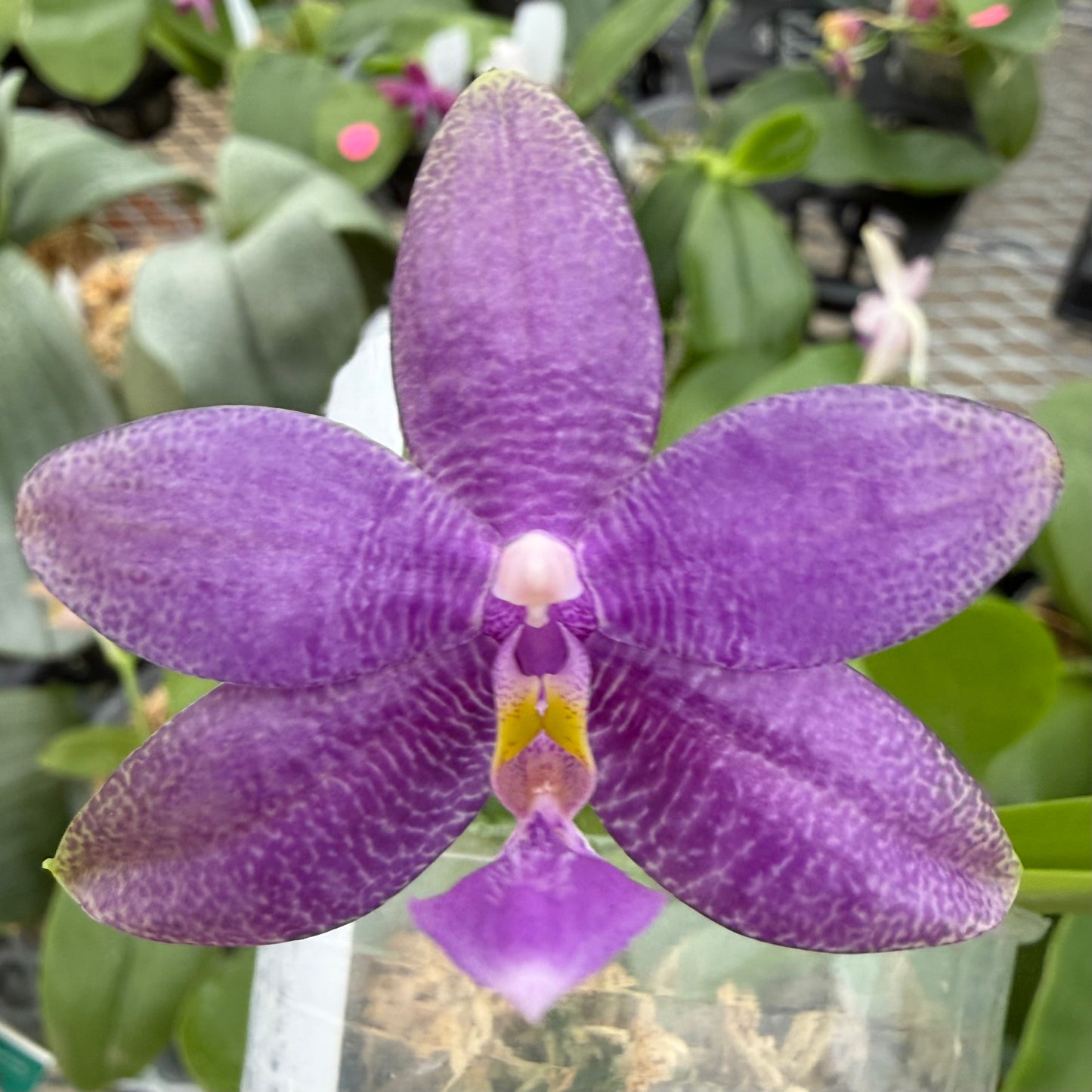 Phalaenopsis (Freya’s Blueberry Jam x Freya’s Deep Blue)