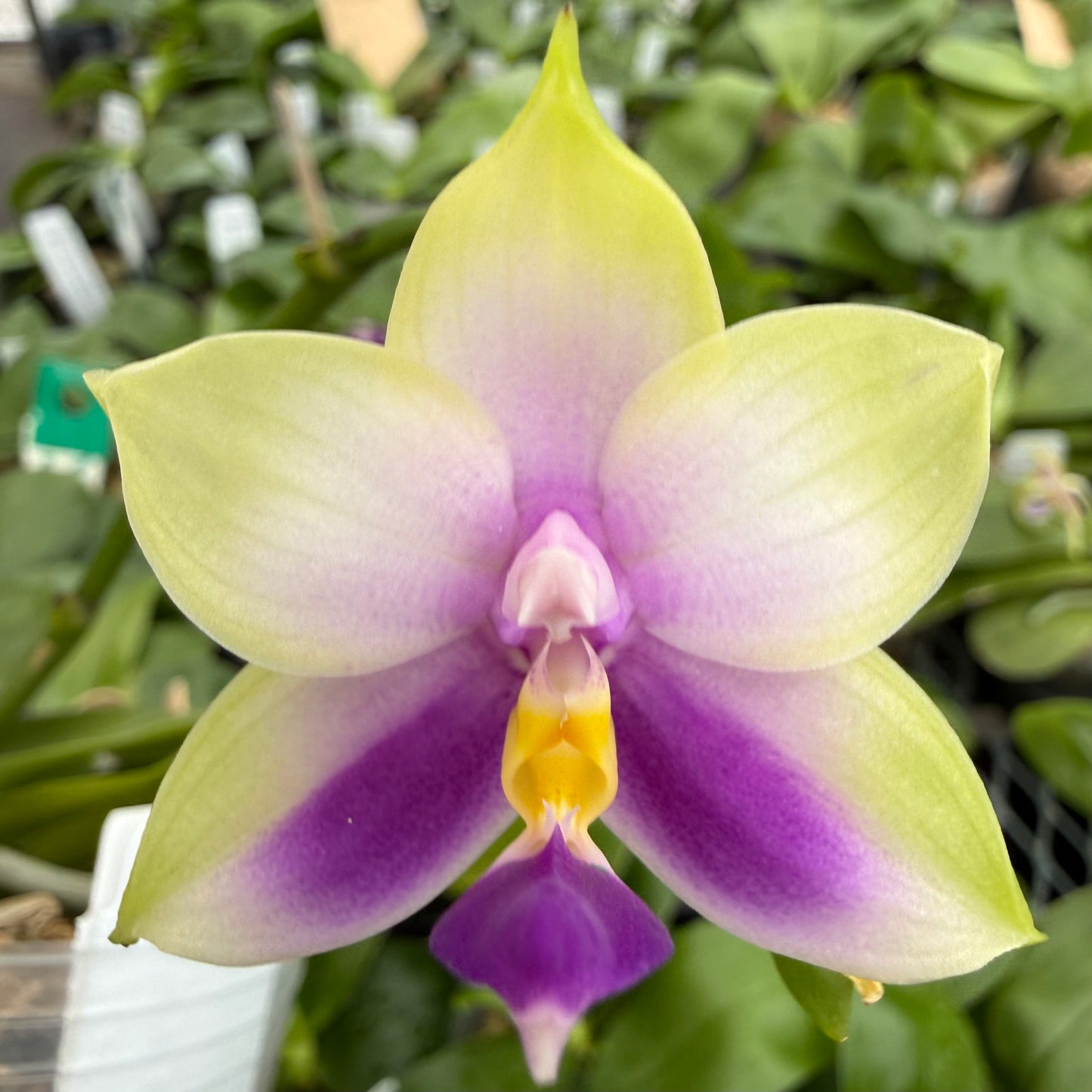 Phalaenopsis bellina coerulea Select