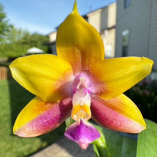 Phal. Winter’s First Frost