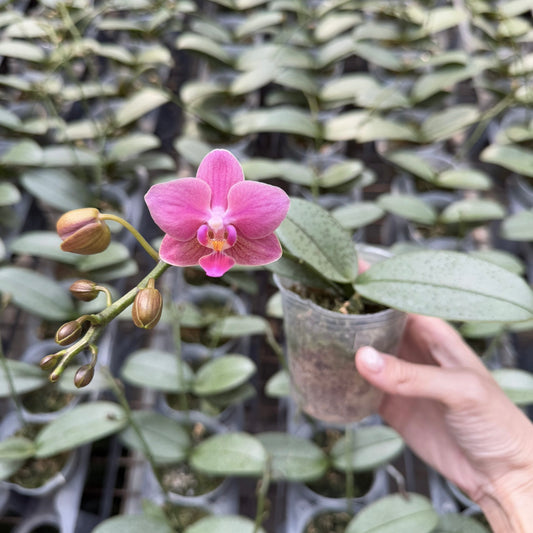 Phal. NoID