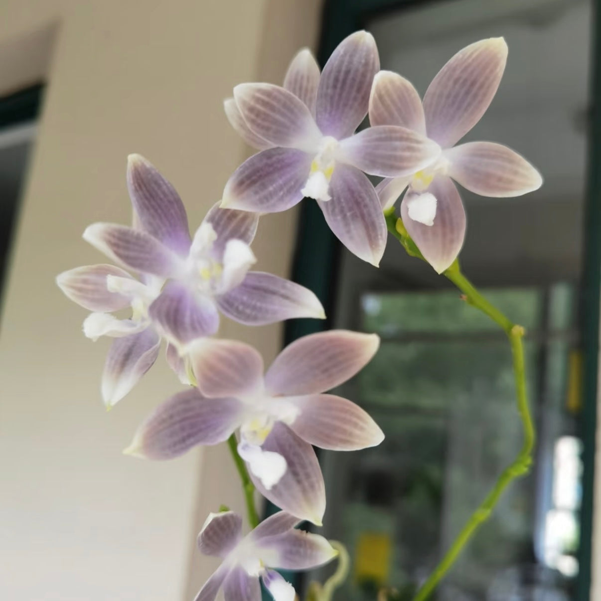 Close-up of Phal. speciosa ‘Taro’ novelty Phalaenopsis with soft purple hues and white centers, perfect for home and garden orchid enthusiasts.