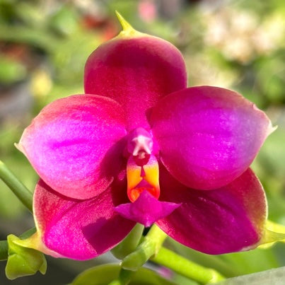 Phalaenopsis BKH 2008 ''Neon Light''