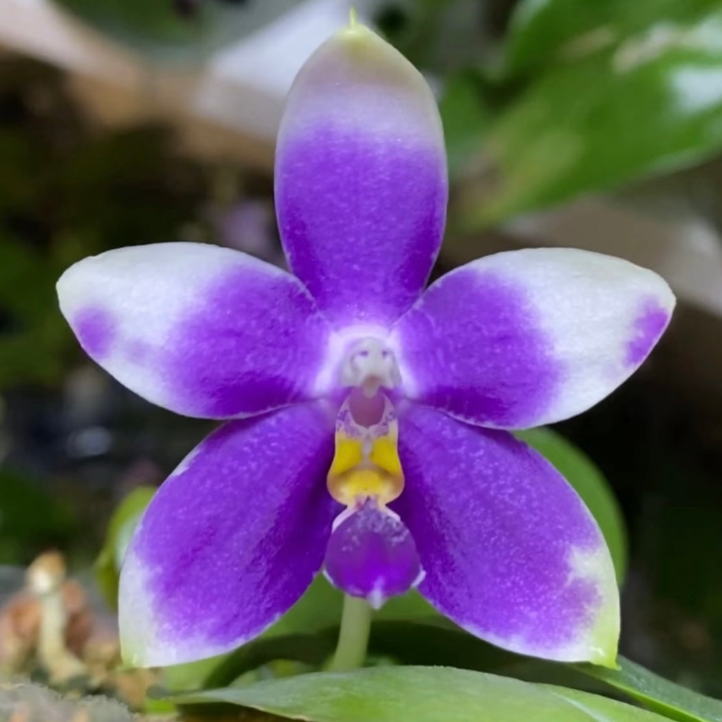CA553 - Phal. Vinh Long Red Sun "Magic Rock" x P. Lee Wee Queen “Blue Idol”
