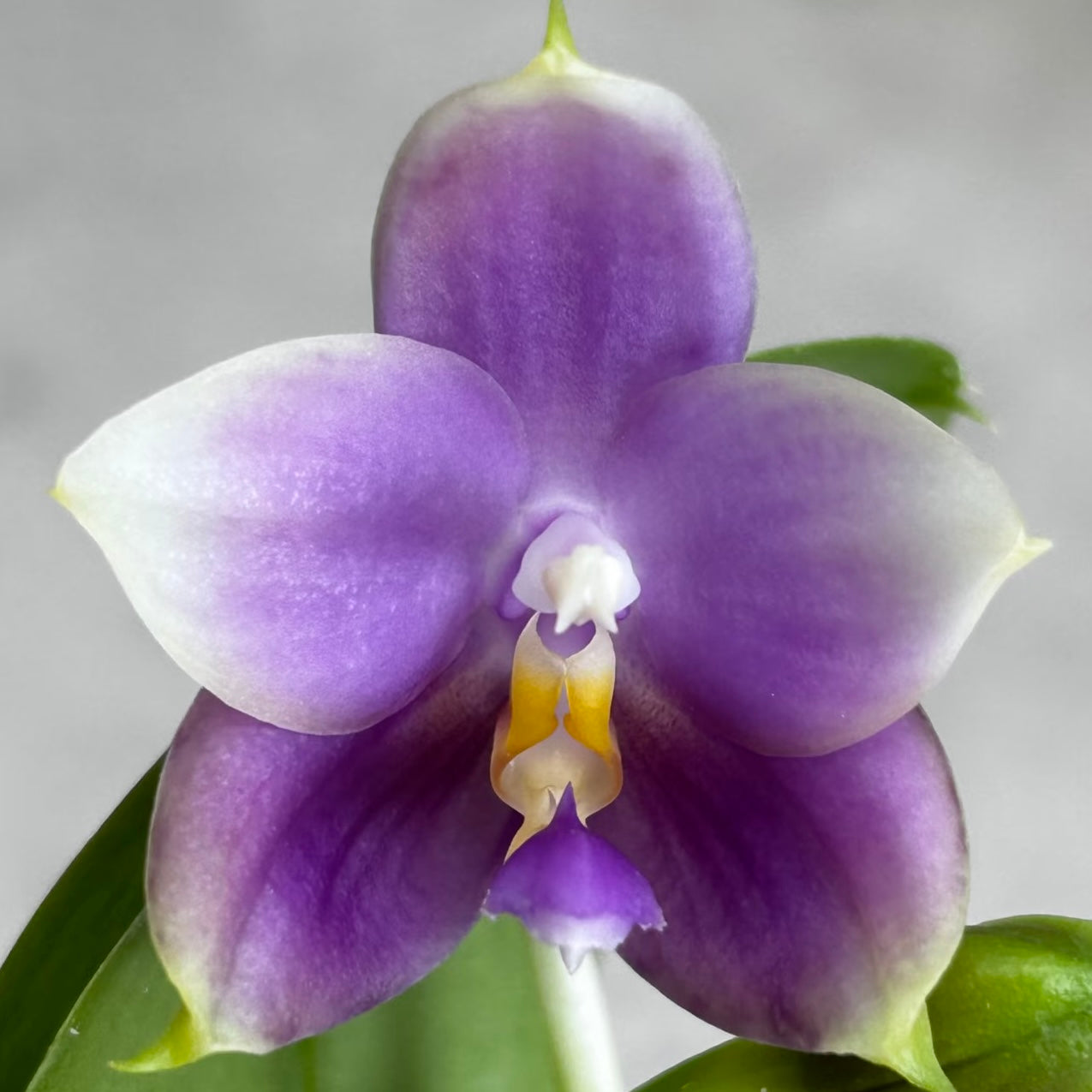HCorchids