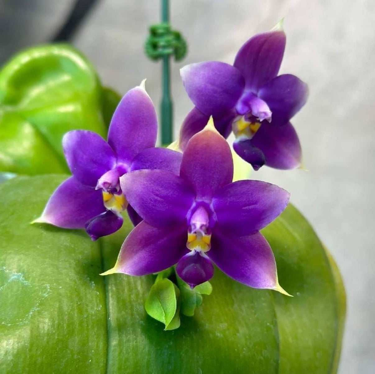 P. violacea indigo "Blue Dimond"