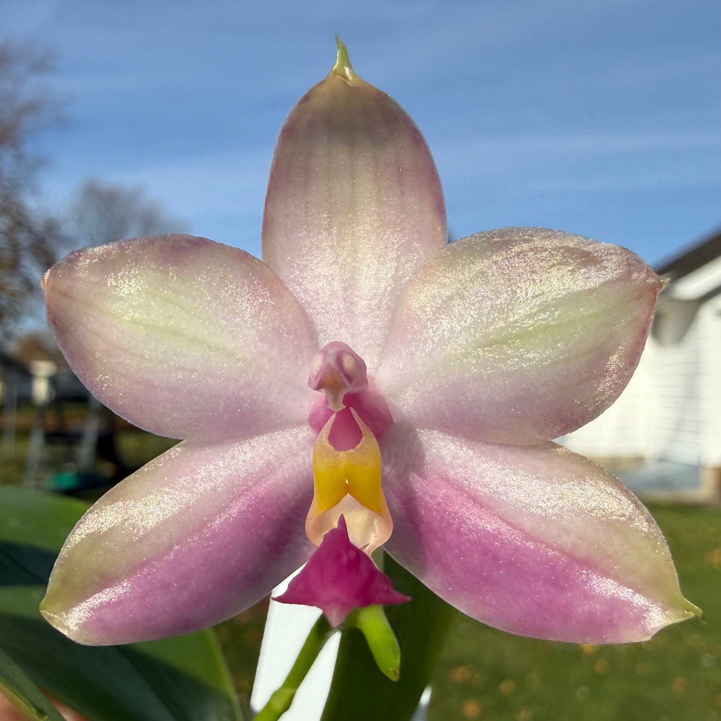 Phalaenopsis (Penang Violecea ‘BK forest’ x (Penang Jewel X (Yaphon Super Jaguar x Samera)) ‘雙梗深藍圓’)