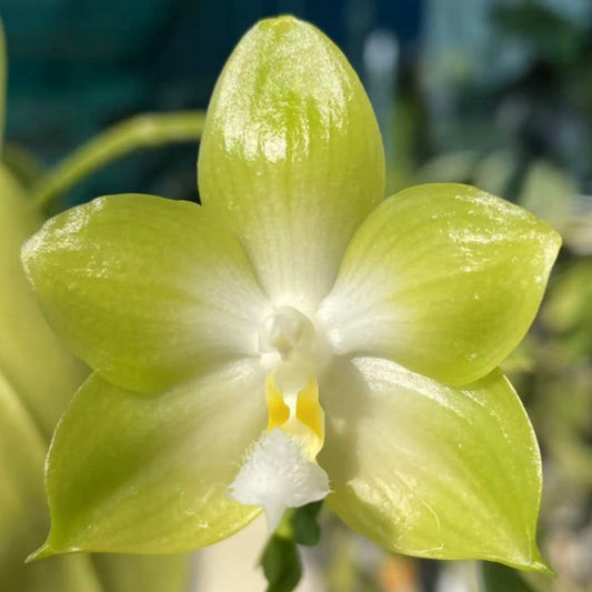 YL108 - Phal. Rainbow Falconer