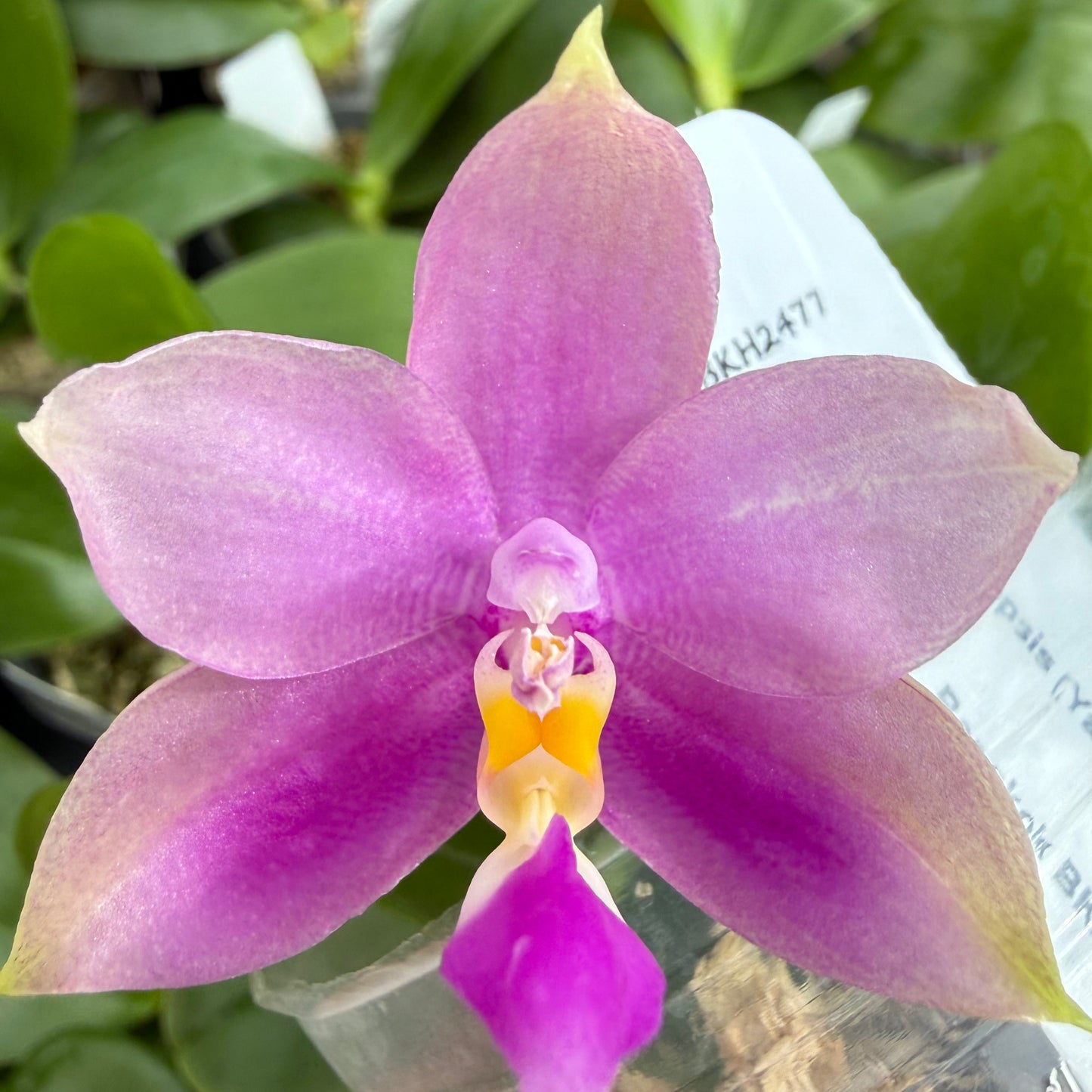 Phalaenopsis BKH 2477