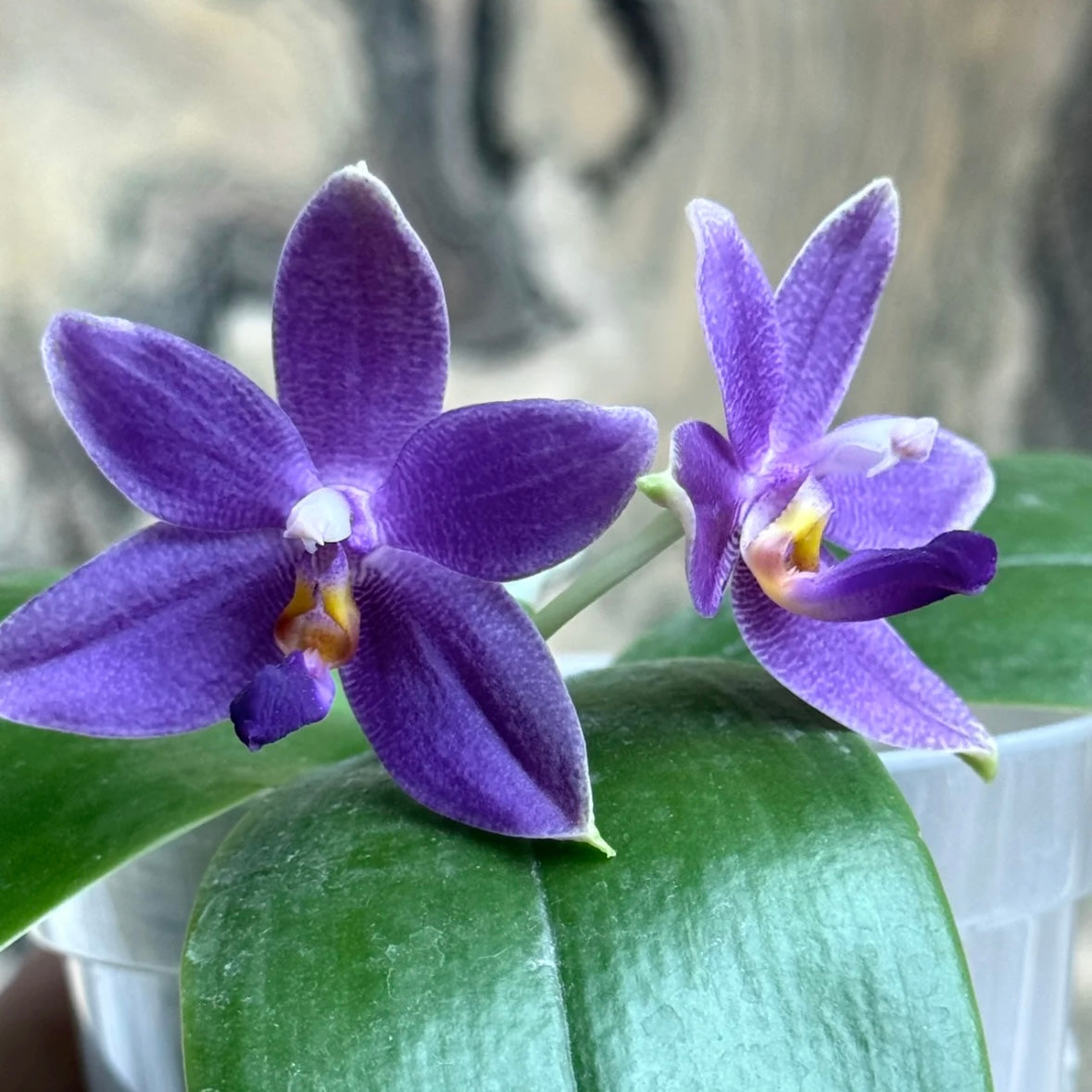 Phal. Germaine Vincent X Phal. KS Blue luedde