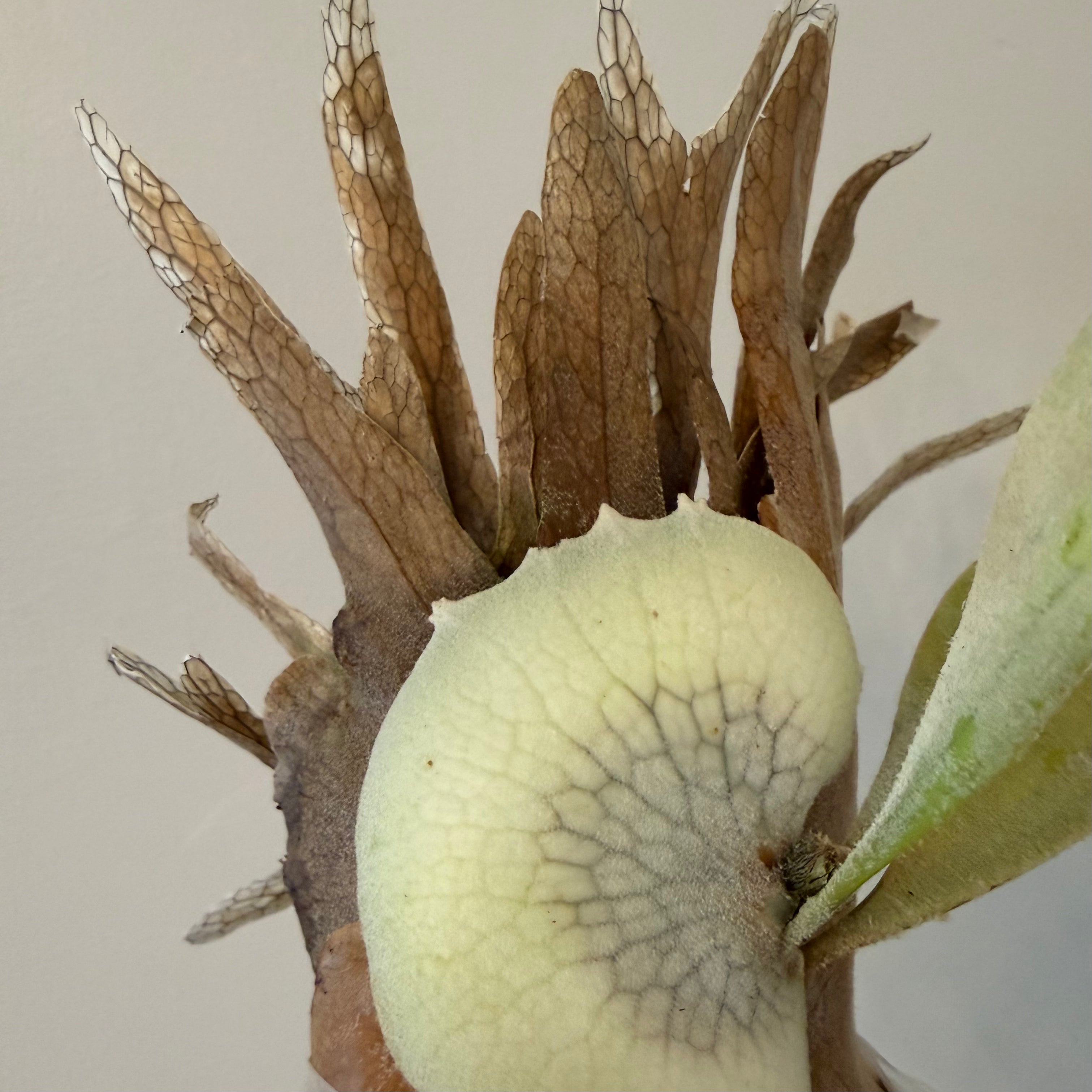 Platycerium Willinckii Bogor x Lemoinei Spores - Semi Mature Plant
