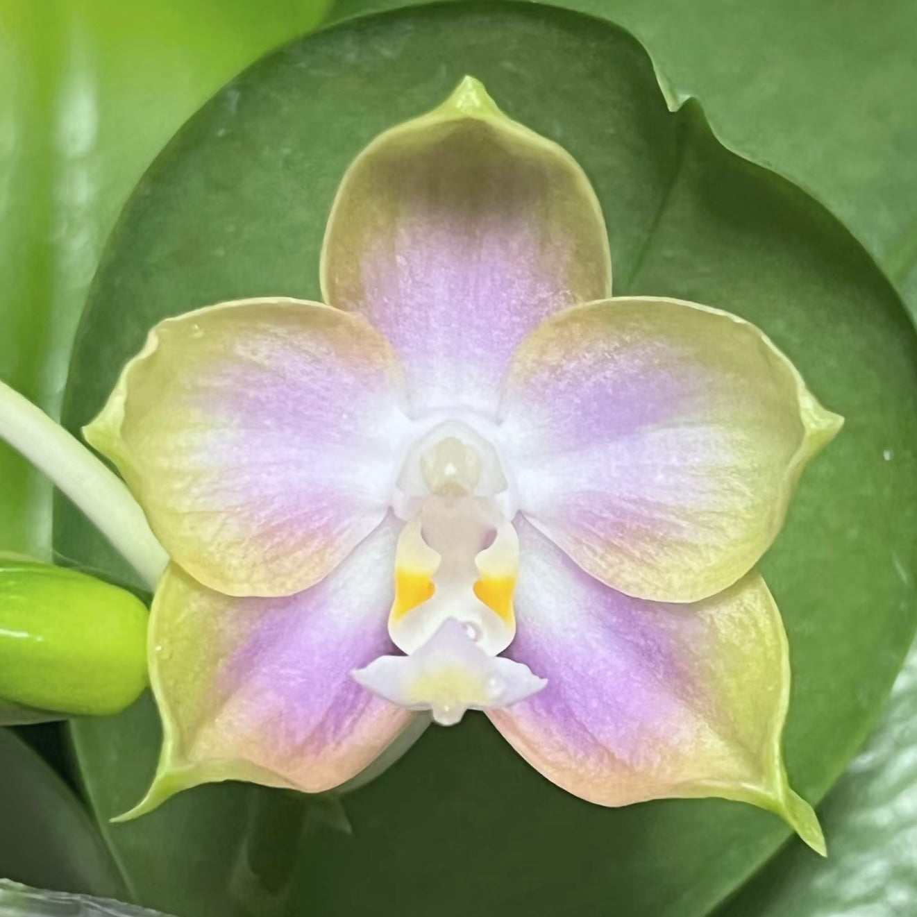 BTA503 - Phal. Chang Maw Jade x Phal. Mituo Princess ‘B-10’