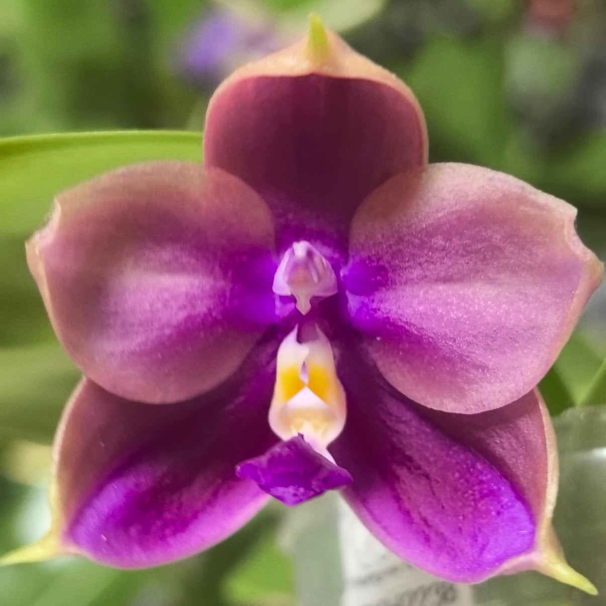 BKH2238 - Phal. (YangYang Pink Mary X Yaphon Batman) ‘BK#6’ x Phal. Yaphon Batman ‘BK's Best’
