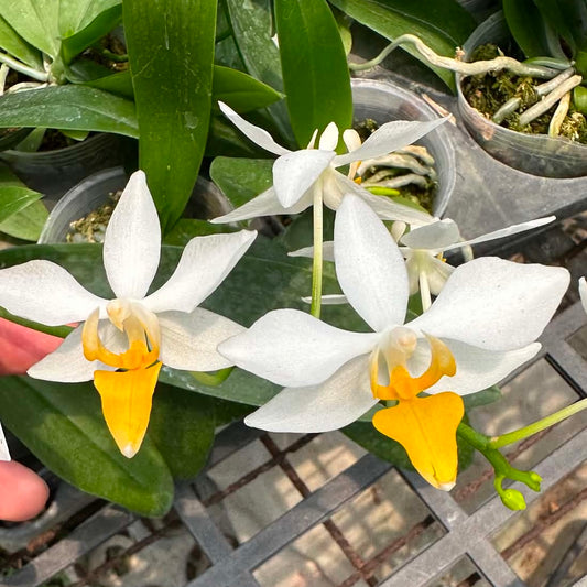 Phalaenopsis intermedia