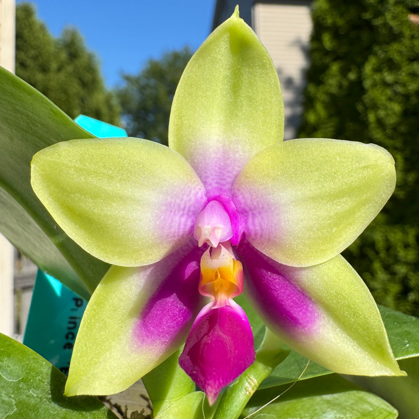 Phal. Mituo Prince ‘Blue & White’ x self