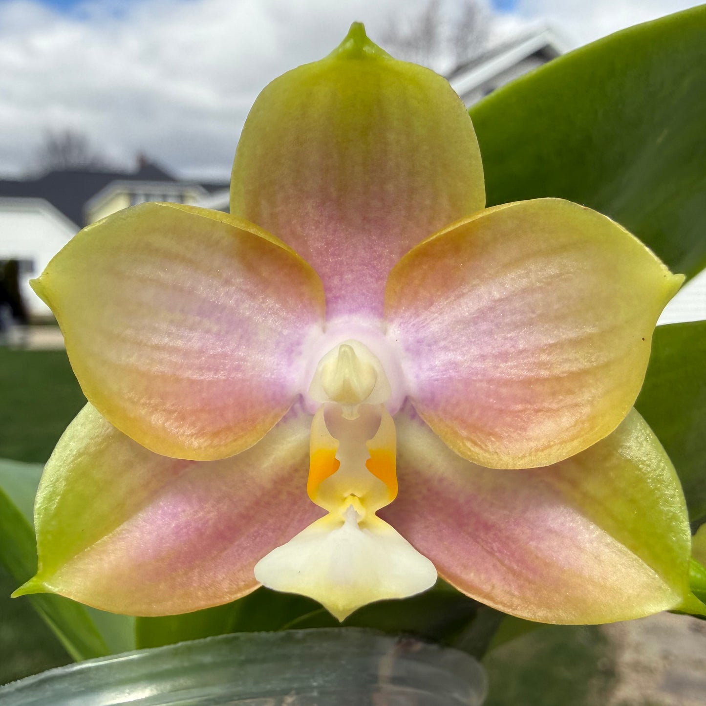 Phalaenopsis BT Teddy Bear