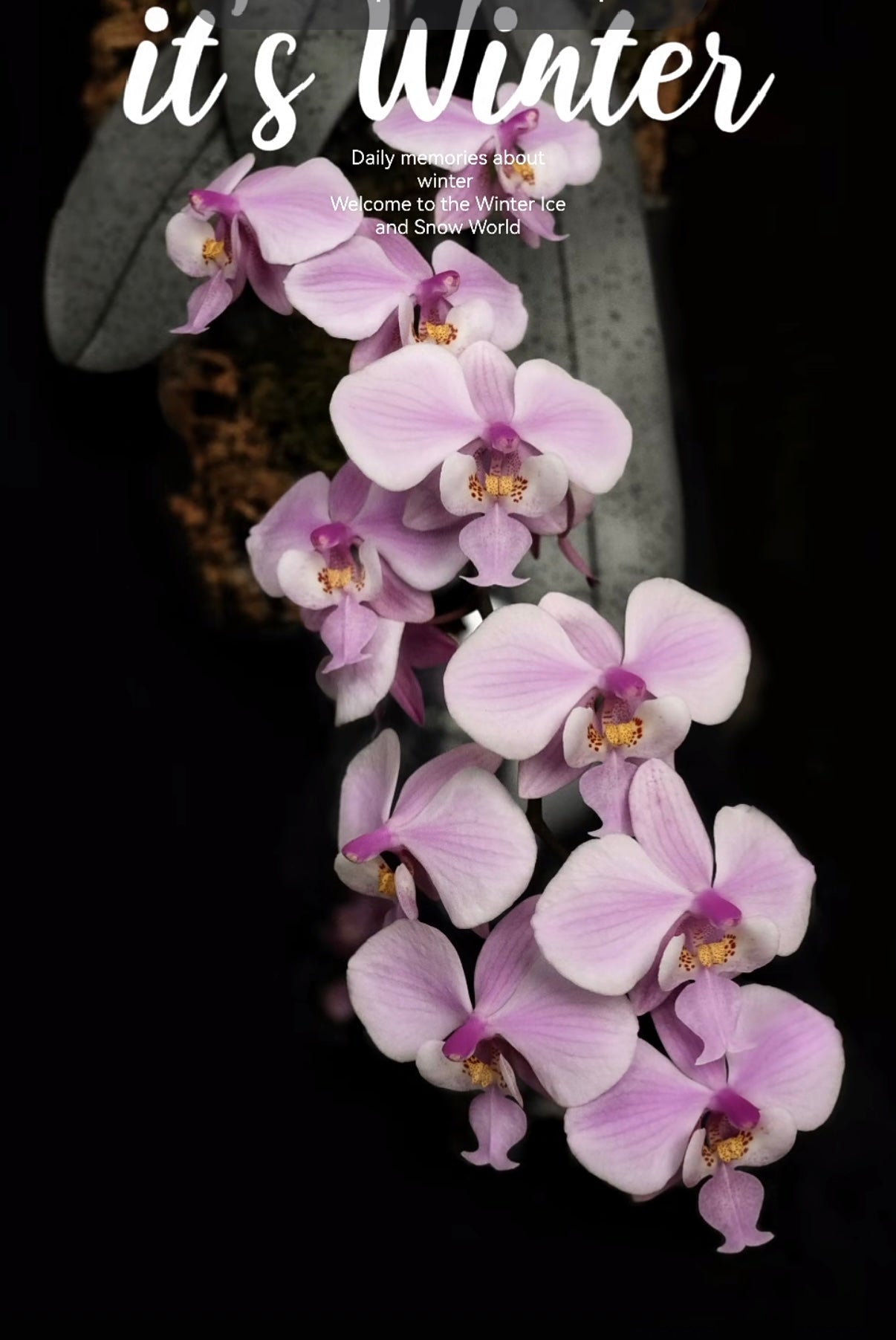 BTS262 - Phal. schilleriana ‘Polar Bear’