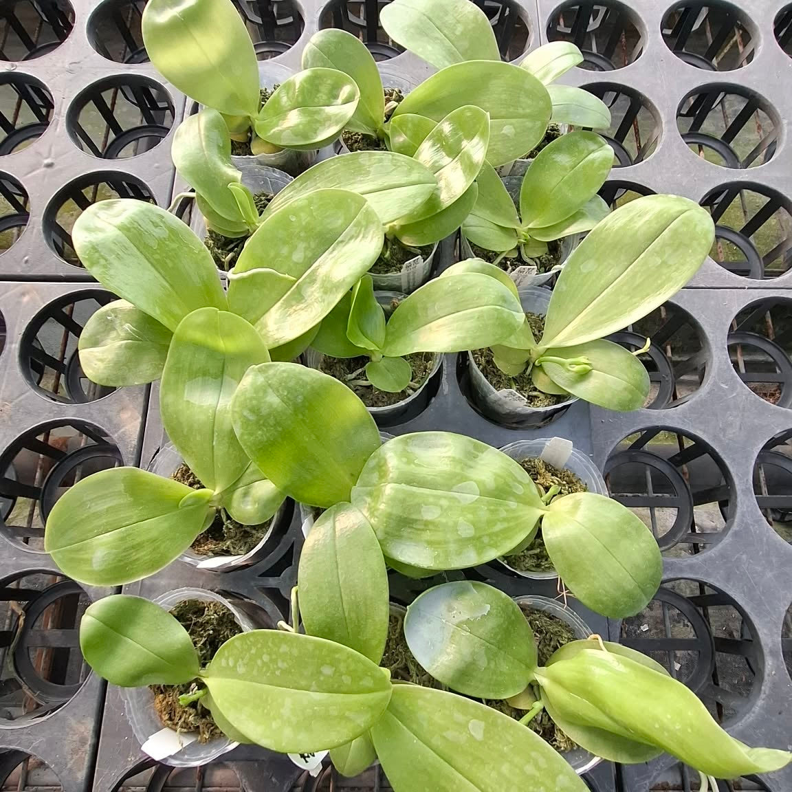 Green variegated orchid plant with broad leaves in nursery pots