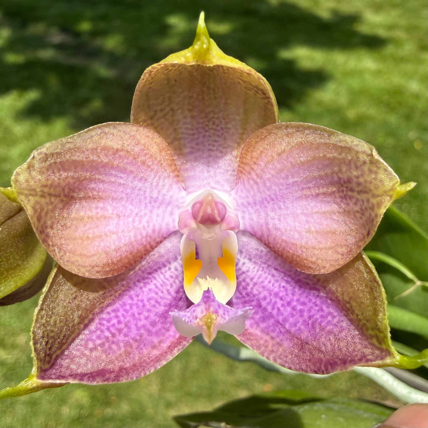 Phalaenopsis Mituo Blue Moon