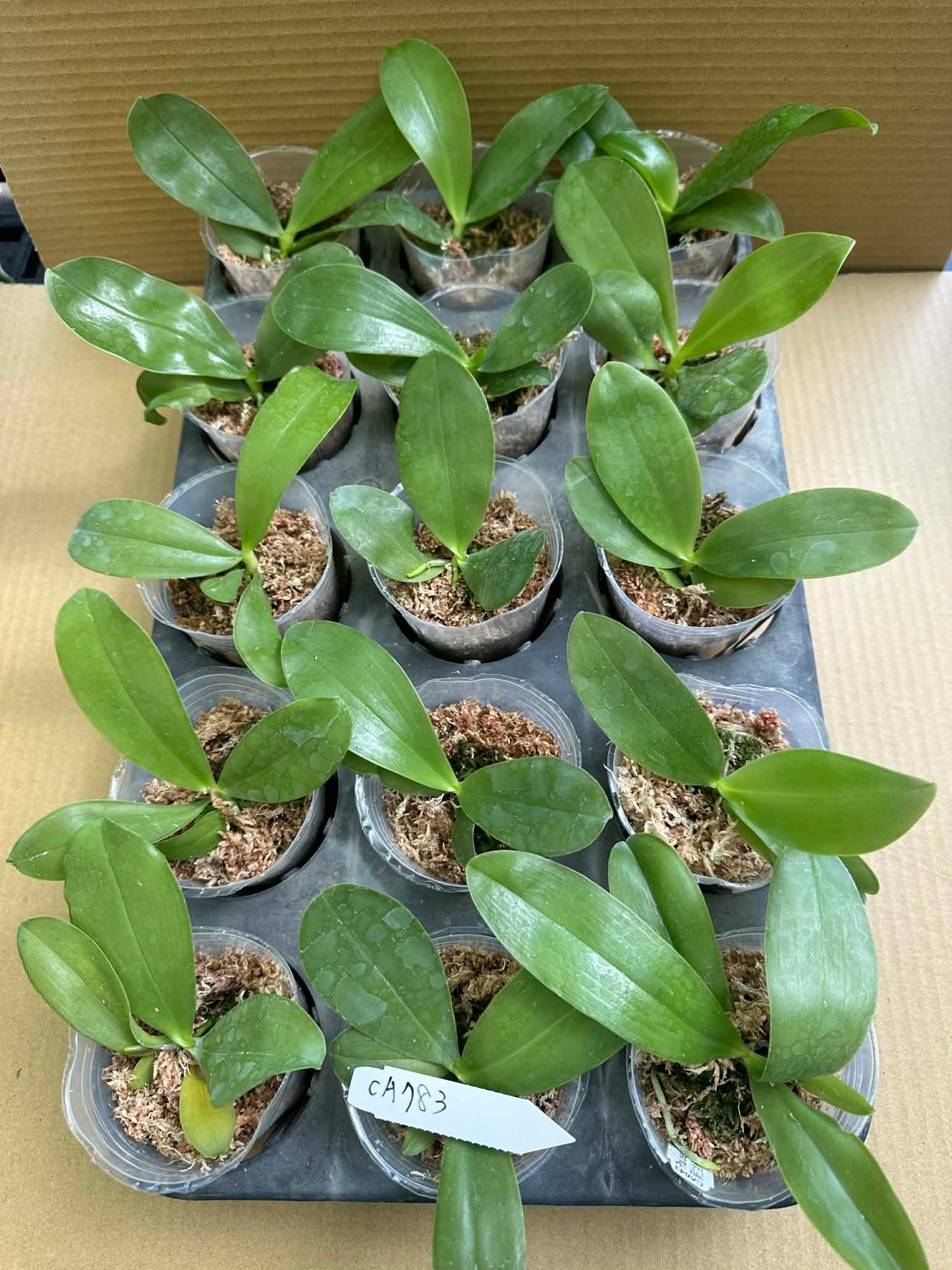 Tray of Fragrant Phalaenopsis Orchid Seedlings - Lucien Purple Lover x Germaine, young novelty orchids in 2.5-inch pots for home and garden planting.