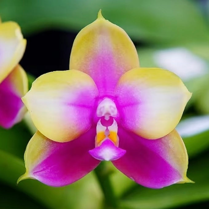 BKH2016 - Phal. Yaphon Batman 'BK's Best' x Phal. Dragon Tree Eagle 'T168'