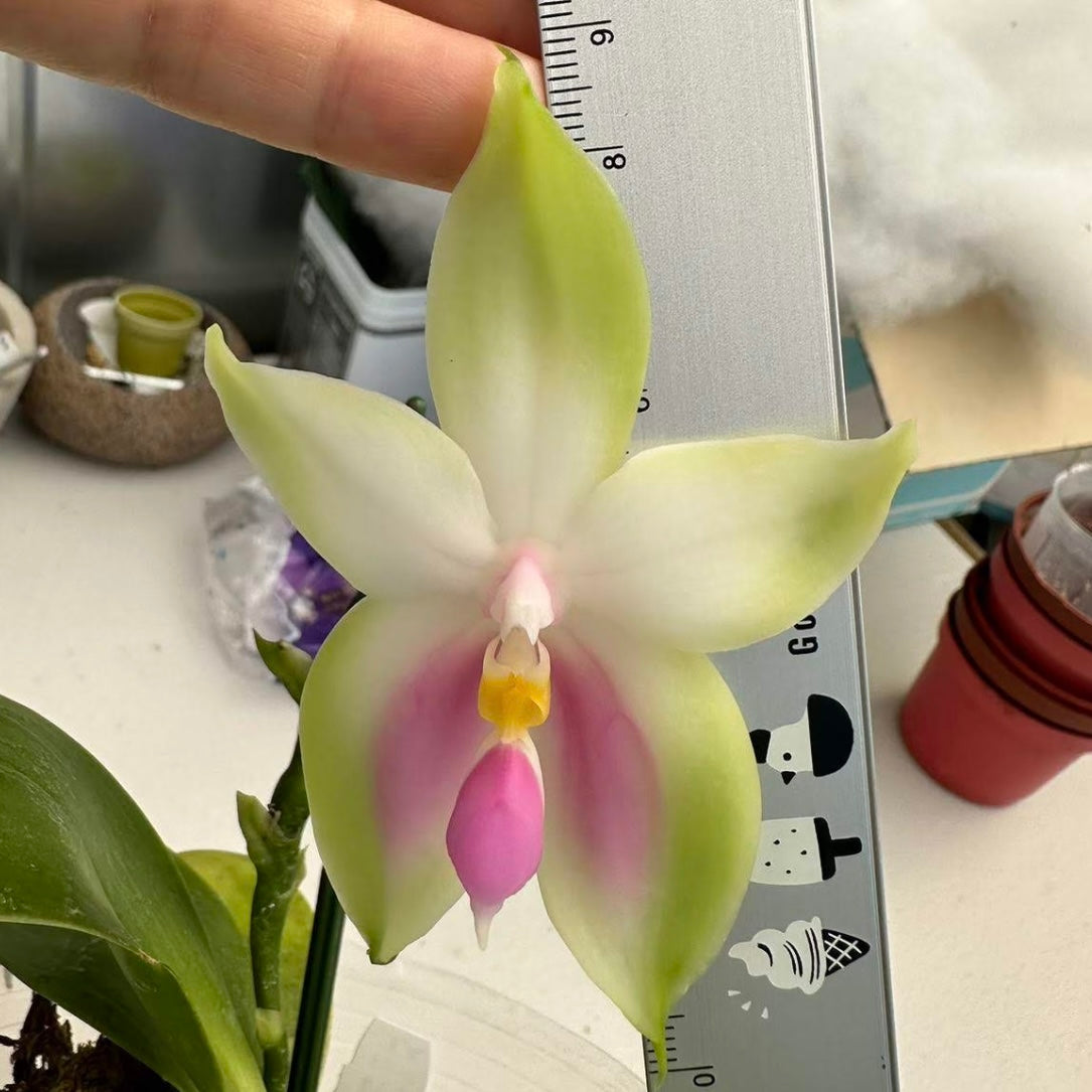 Phalaenopsis bellina f. pink “Pink Swan” BM/TOGA x sib