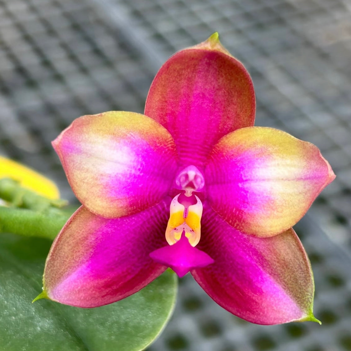 BKH2016 - Phal. Yaphon Batman 'BK's Best' x Phal. Dragon Tree Eagle 'T168'