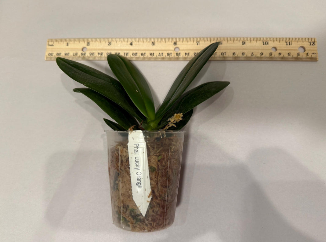 Phal. Lucky Orange