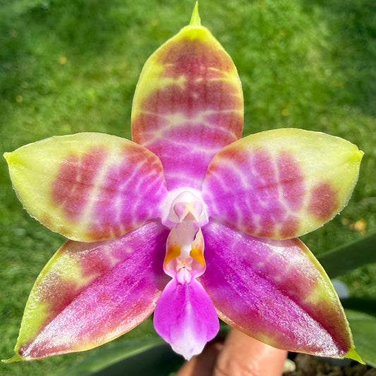 Phalaenopsis Mituo Blue Angel