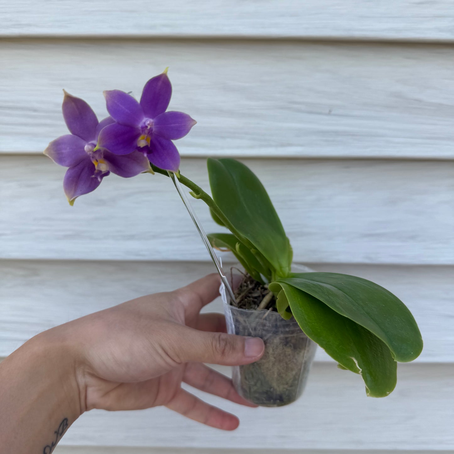 BKH2212 - Phal. (Penang Jewel X (Yaphon Super Jaguar X Samera)) x Phal. Yaphon Blue Bird