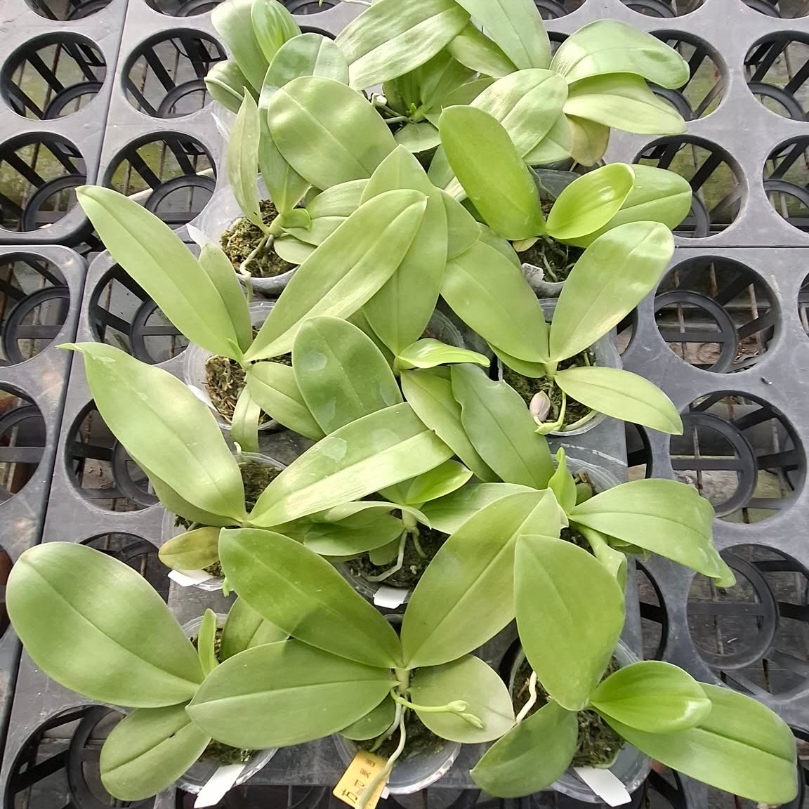 Green Phalaenopsis seedling with broad leaves in nursery tray