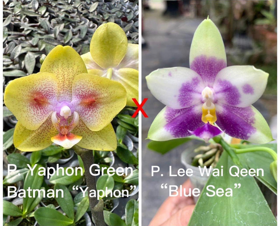 Phal. Yaphon Green Batman "Yaphon" x P. Lee Wai Geen "Blue Sea"