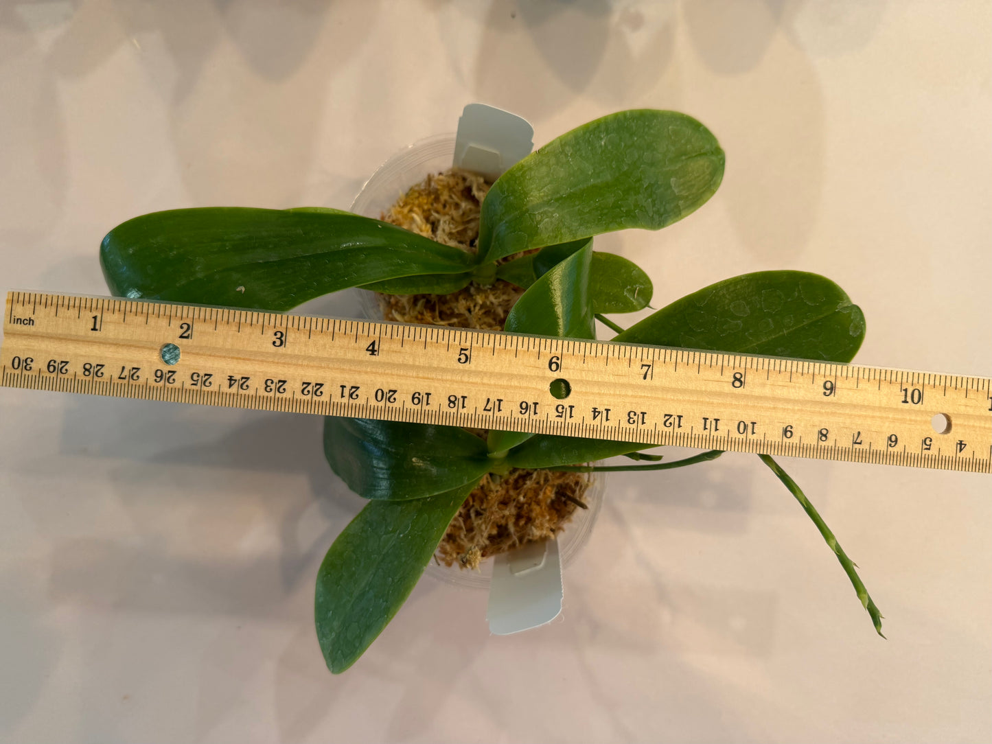 Phalaenopsis bastianii